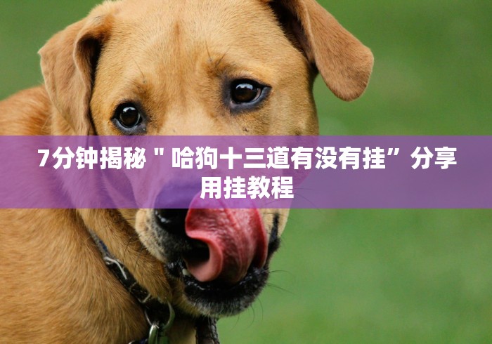 7分钟揭秘＂哈狗十三道有没有挂	”分享用挂教程
