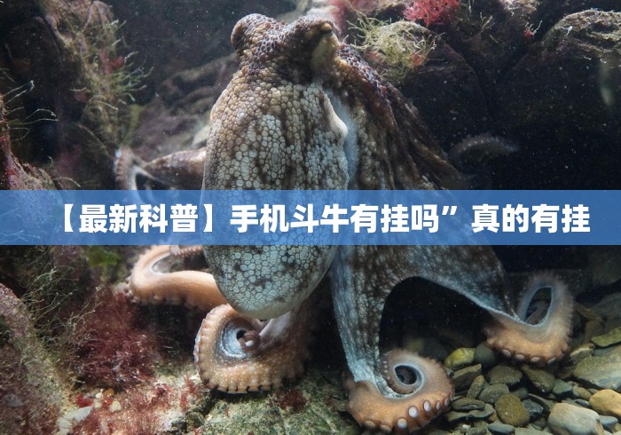 五分钟了解微信拼三张开挂试用一天”(透视)其实真的有挂