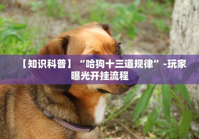 【知识科普】“哈狗十三道规律”-玩家曝光开挂流程