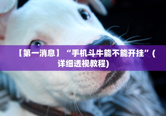 【第一消息】“手机斗牛能不能开挂	”(详细透视教程)