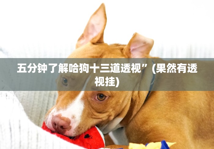 盘点"牛牛透视挂买”附透视挂详细教程