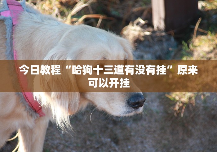 今日教程“哈狗十三道有没有挂”原来可以开挂
