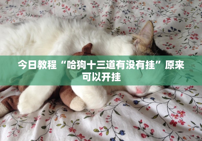 今日教程“哈狗十三道有没有挂”原来可以开挂
