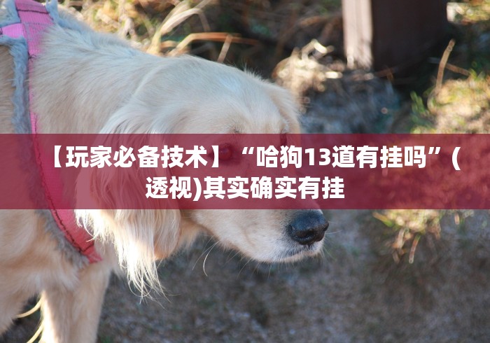 【玩家必备技术】“哈狗13道有挂吗”(透视)其实确实有挂