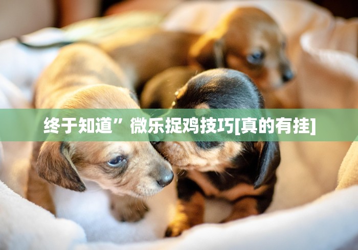 终于知道”微乐捉鸡技巧[真的有挂]
